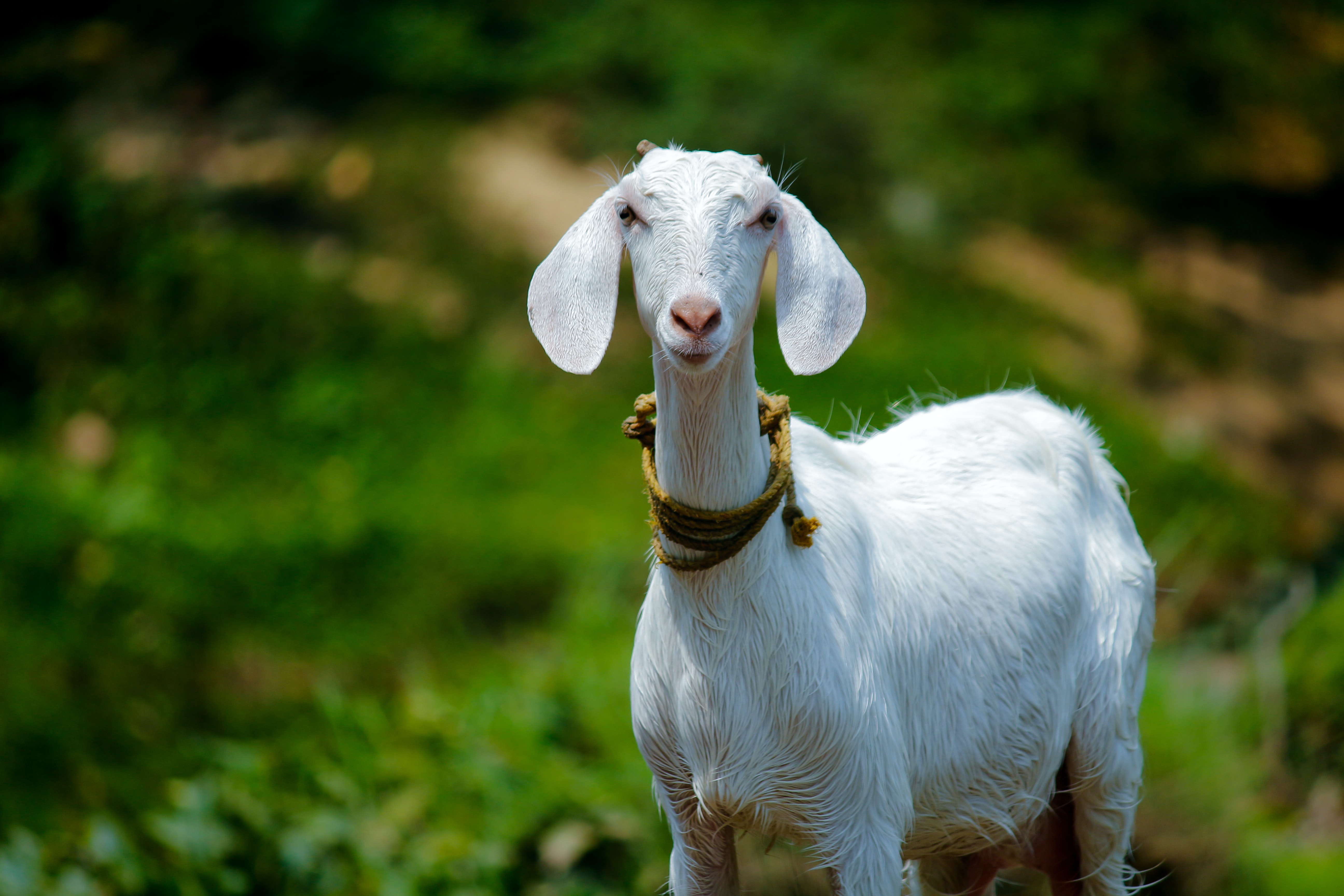 Goat Farming